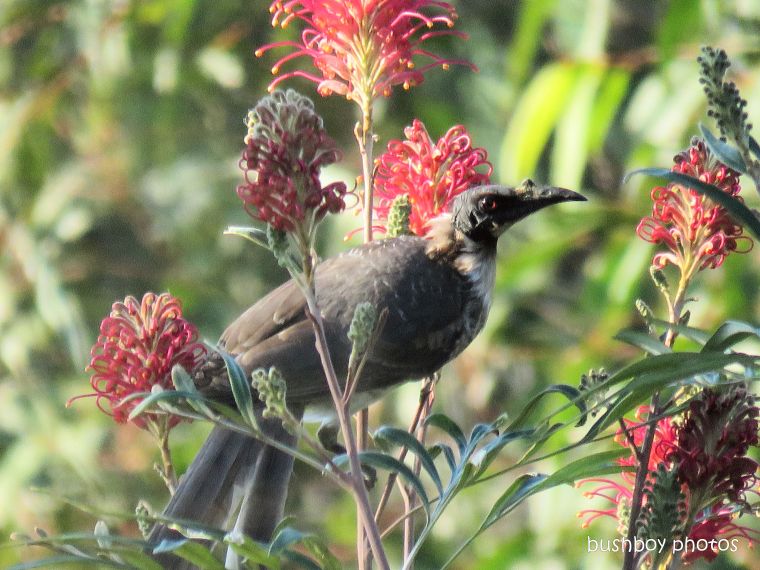 friarbird_red grevillea_named_caniaba_aug 2018