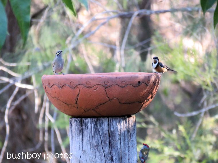 red browed firetail_eastern spinebill_yellow faced honeyeater_bird bath_named_home_aug 2018