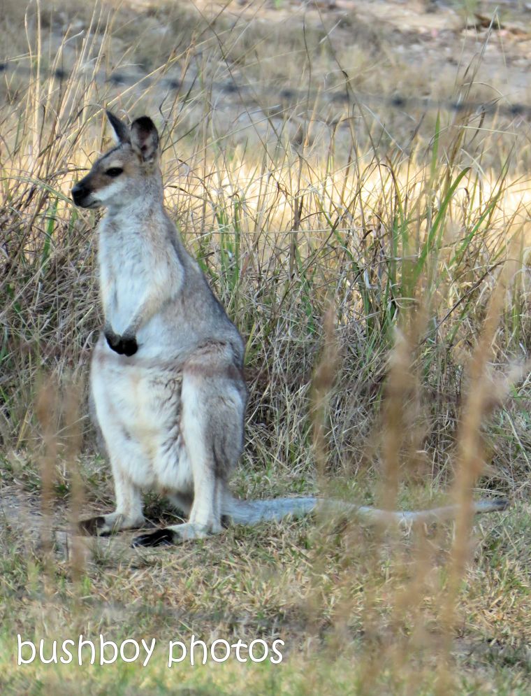 red necked wallaby_named_home_aug 2018