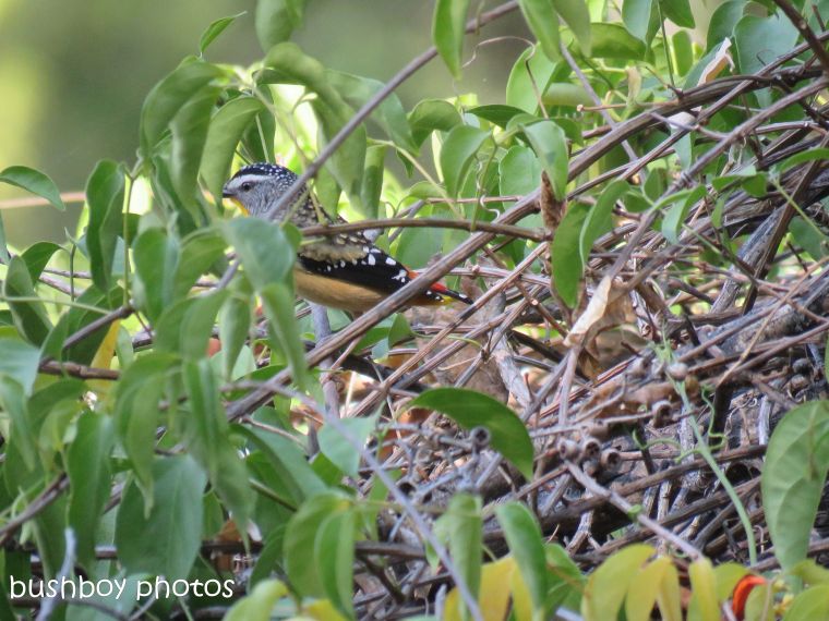 spotted pardalote_named_home_aug 2018