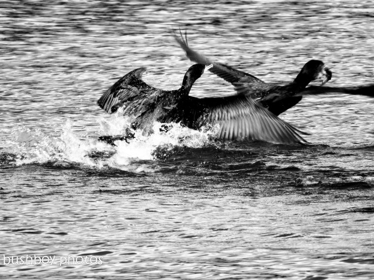 181005_blog challenge_black and white_flight_cormorants_fishing_grafton