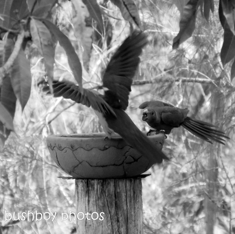 181005_blog challenge_black and white_flight_king parrots_bird bath