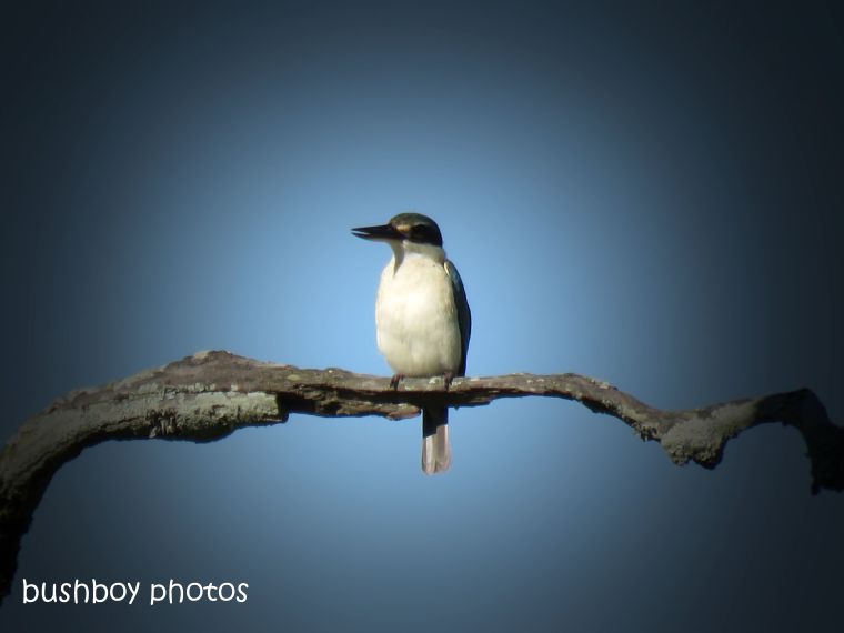 181025_blog challenge_photo_editing_forest kingfisher3
