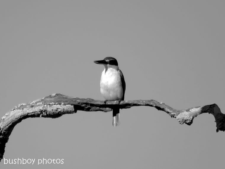 181025_blog challenge_photo_editing_forest kingfisher4