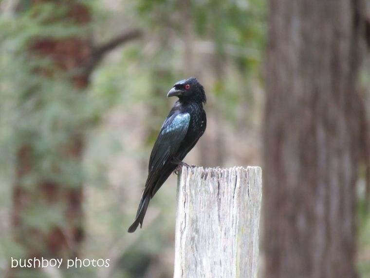 spangled drongo_my post1_named_home_oct 2018
