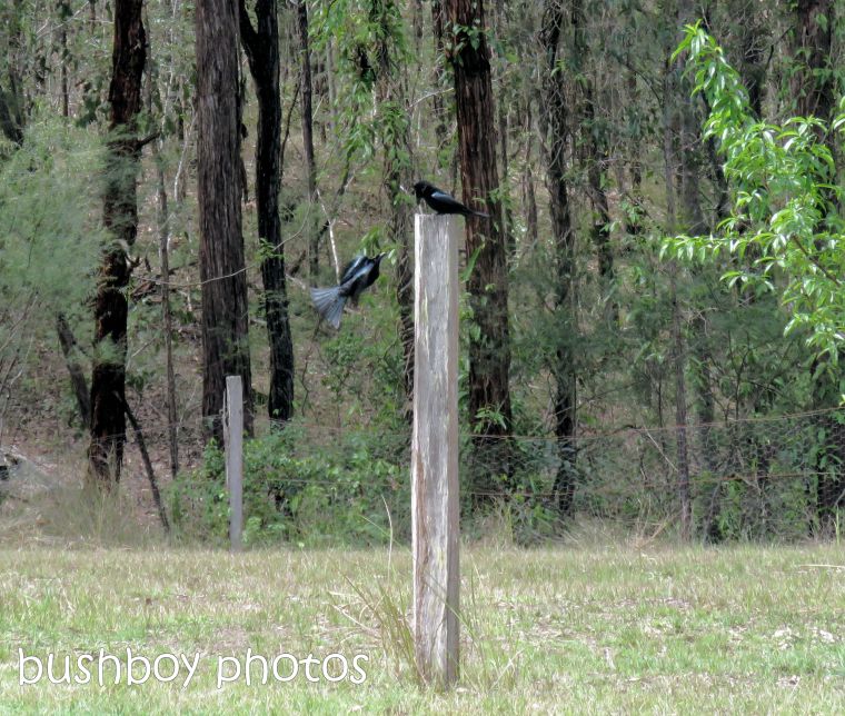 spangled drongo_my post2_named_home_oct 2018