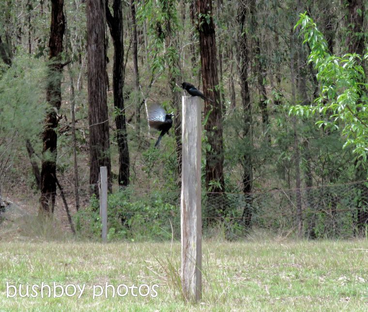 spangled drongo_my post3_named_home_oct 2018