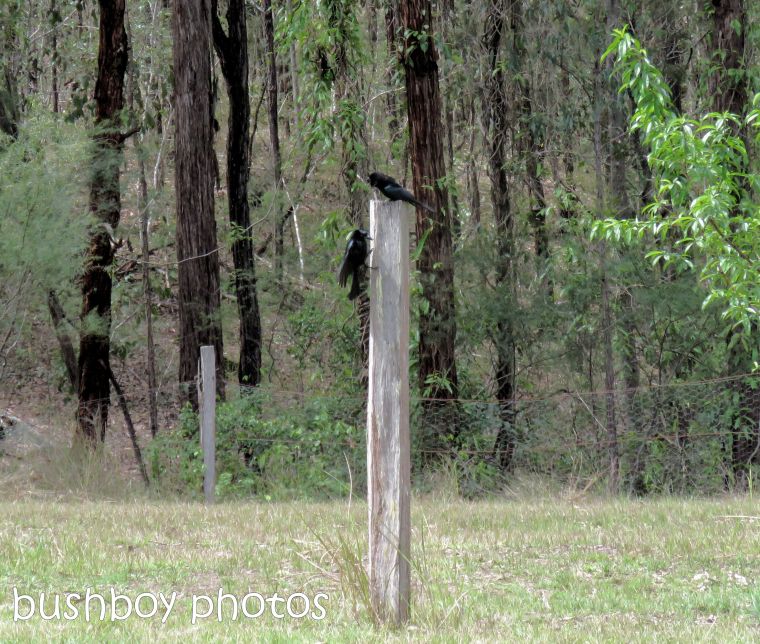 spangled drongo_my post4_named_home_oct 2018