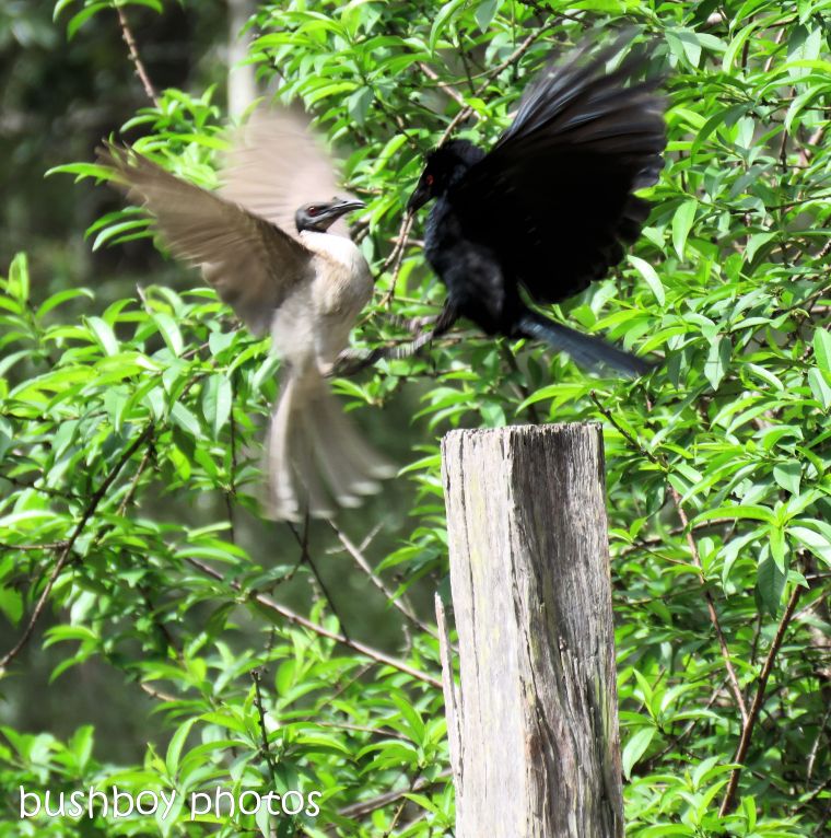 spangled drongo_my post8_named_home_oct 2018