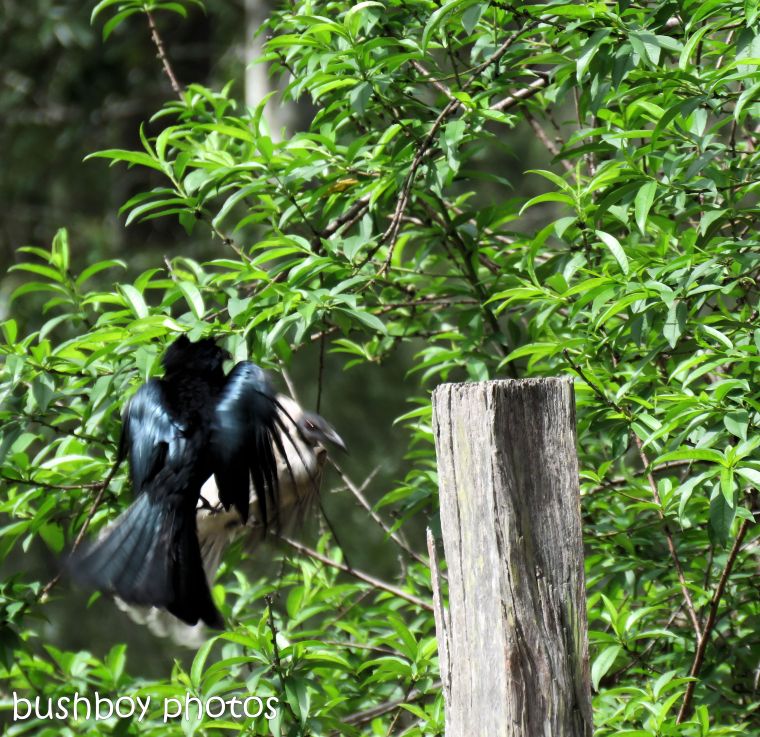 spangled drongo_my post92_named_home_oct 2018