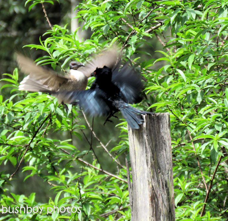 spangled drongo_my post9_named_home_oct 2018
