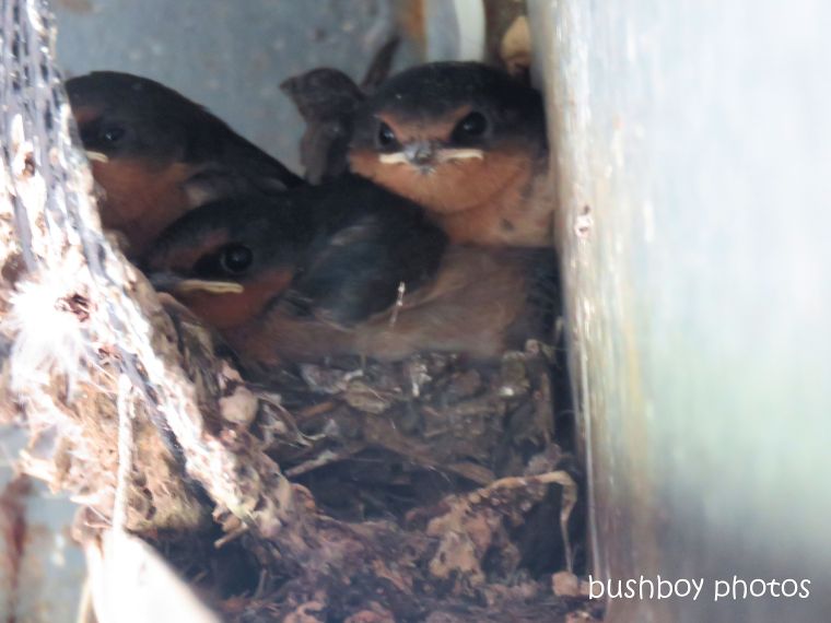 welcome swallow_young_three_nest_named_caniaba_sept 2018