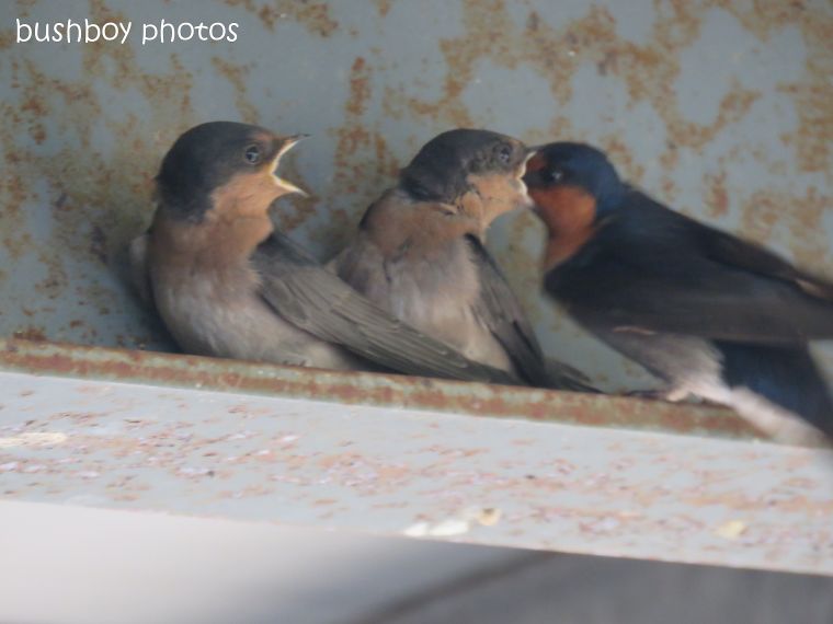 welcome swallows_feed_time6_named_caniaba_oct 2018