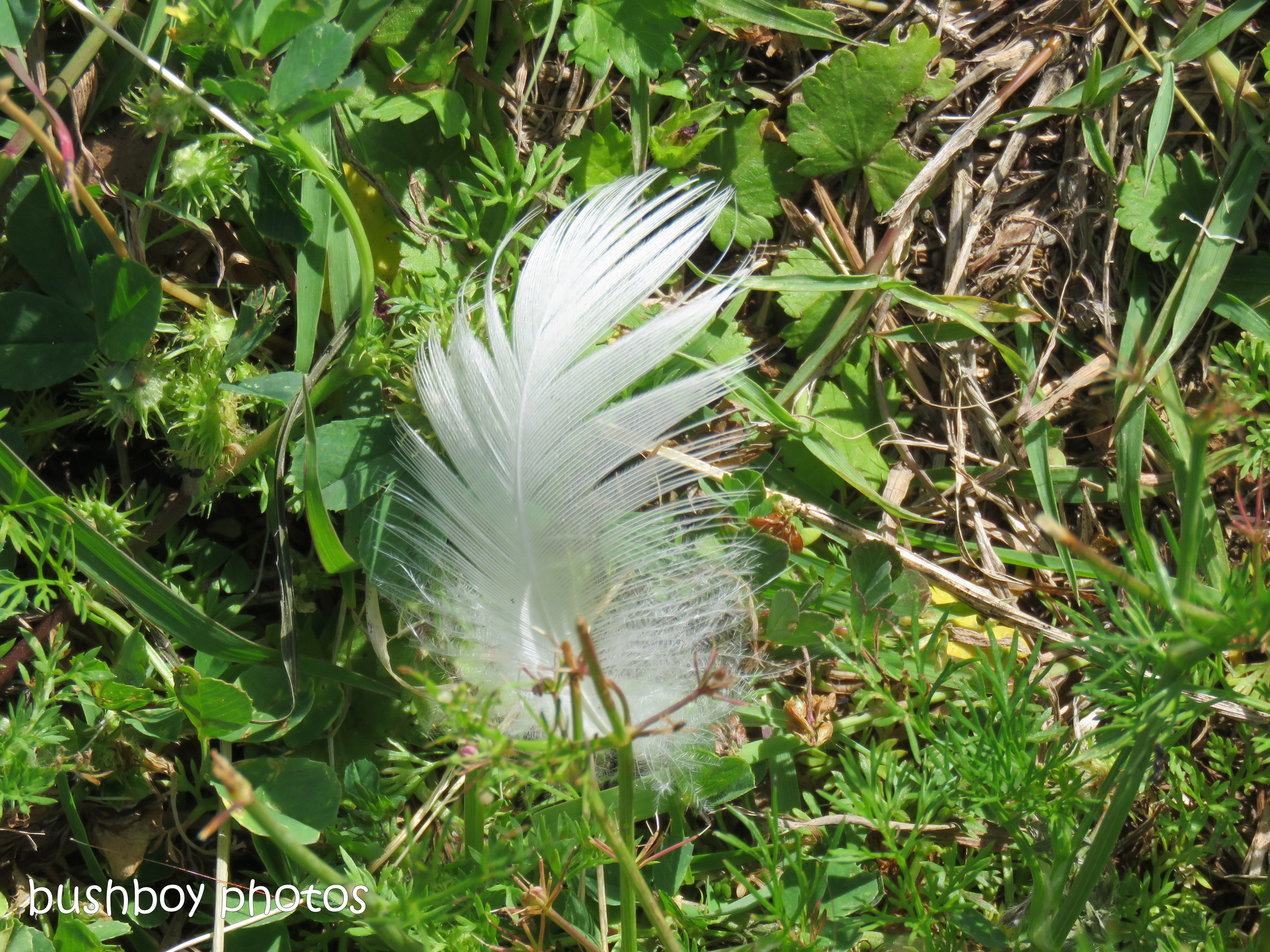 feather_grass_named_caniaba_oct 2018