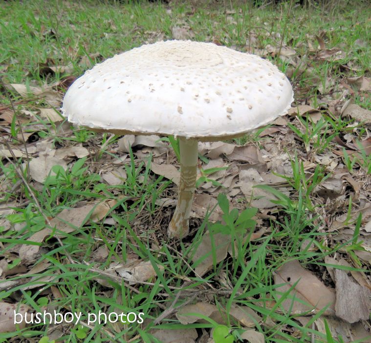 fungus_white_named_home_oct 2018