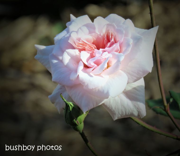 rose_pink_named_caniaba_oct 2018