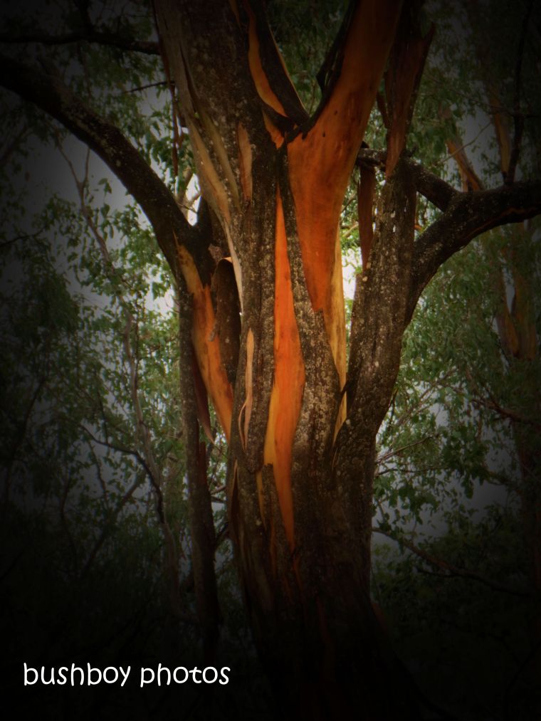 181211_blog challenge_trees_orange_bark_shedding