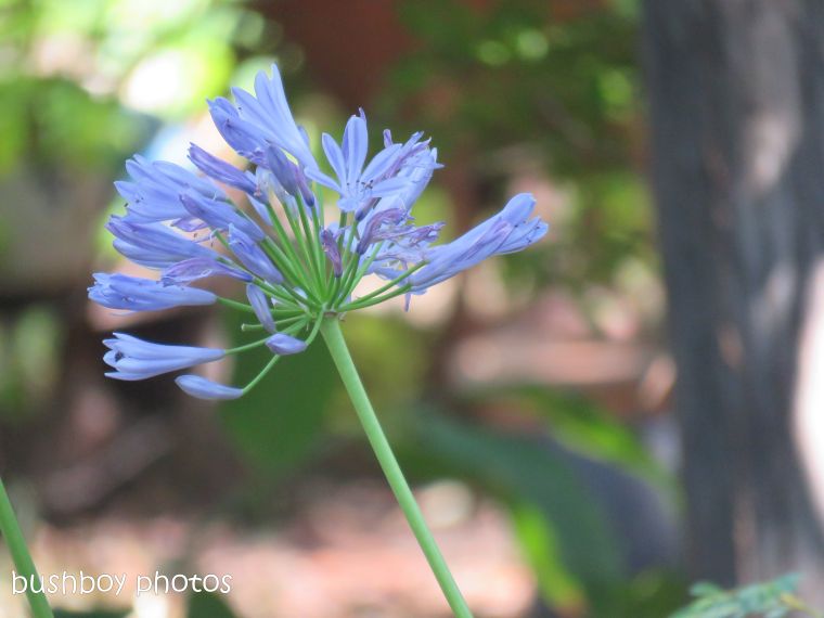 flower_agapanthus_blue_garden_named_home_dec 2018