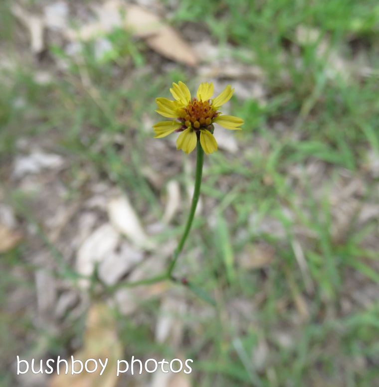 flower_native_yellow_small_named_home_nov 2018