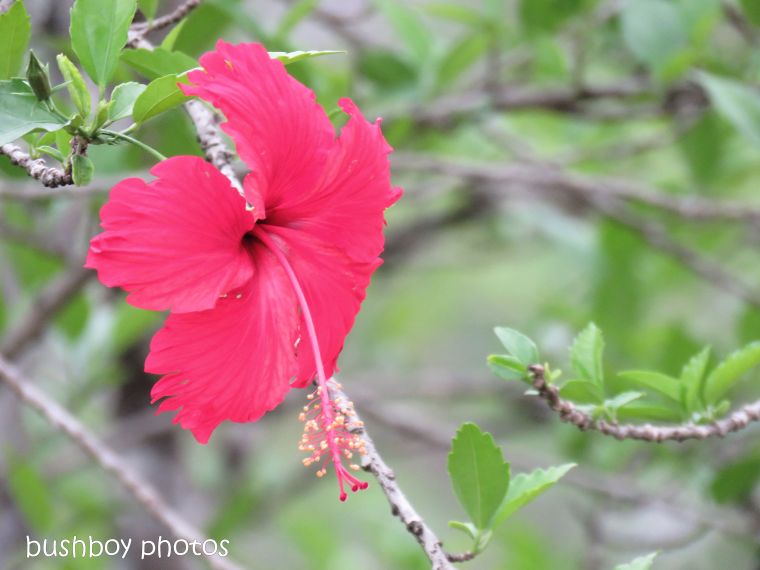 hibiscus_red_flower_named_home_nov 2018