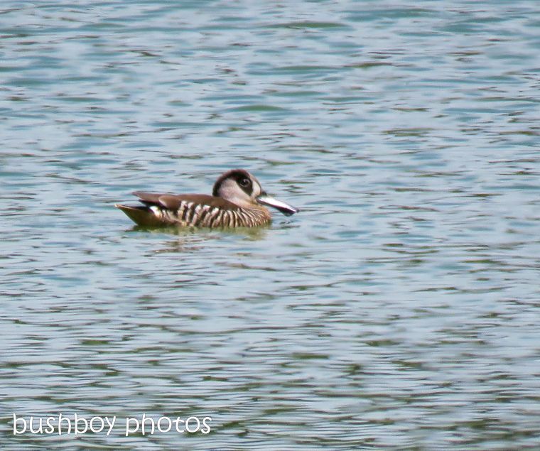 pink eared duck_named_lawrence_nov 2018