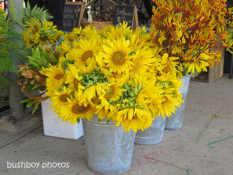 sunflowers_lismore_farmers_market_named_nov 2018