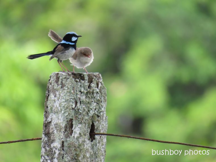 superb fairy wrens_named_lookout_mallanganee_nov 2018