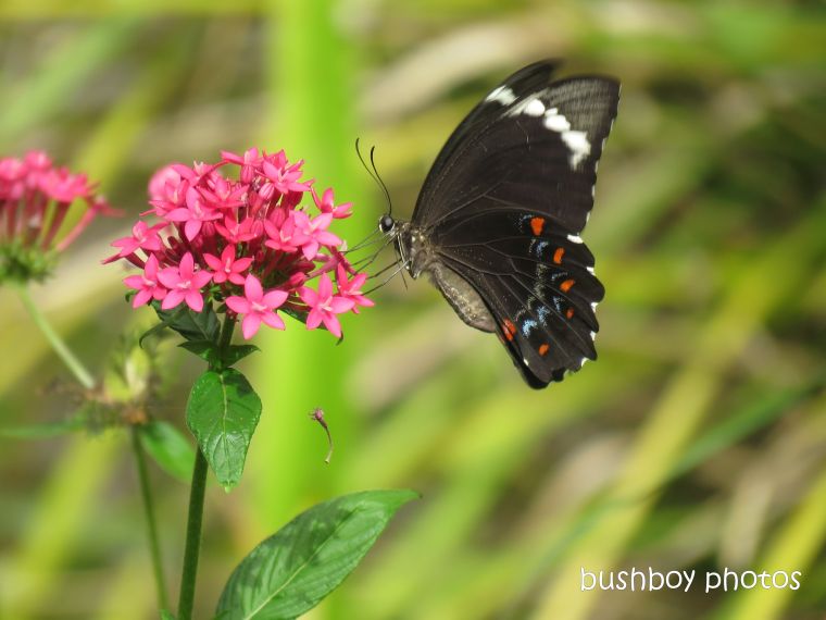 190213_wordless_wednesday_orchard_swallowtail_butterfly