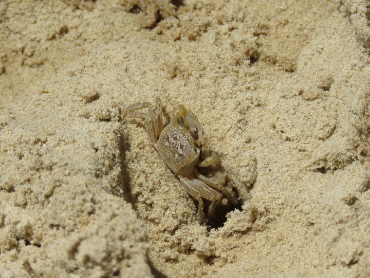 sand_crab.gif