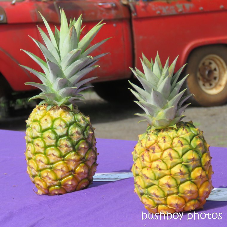 190309_spiky_square_pineapples