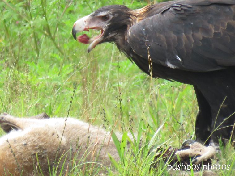 wedged-tailed eagle_wallaby_eating_named_dilkoon4_march 2019