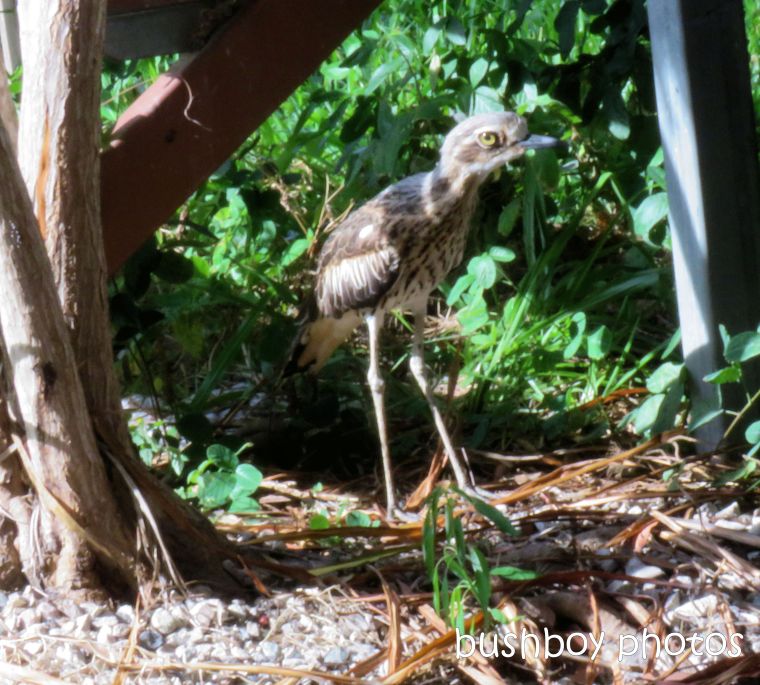 bush stone-curlew_young_named_macleay_island_march 2019