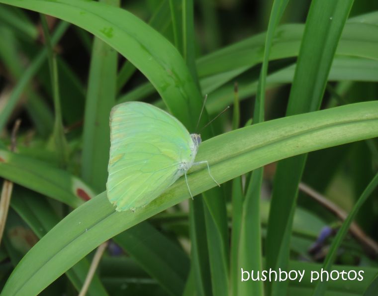 butterfly_small_grass_yellow_named_caniaba_march 2019