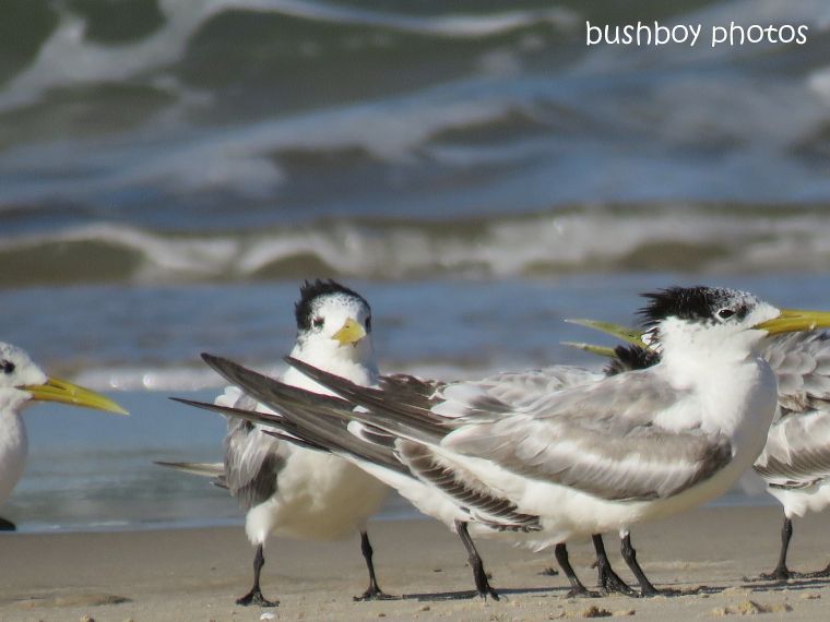 crested_terns_sitting_evans head_march 2019