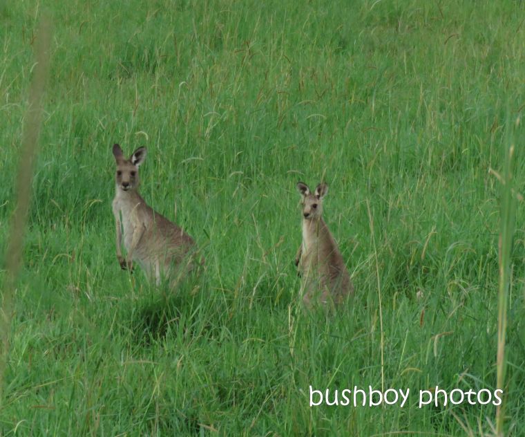 eastern_grey_kangaroo_joey_named_gore rd_march 2019
