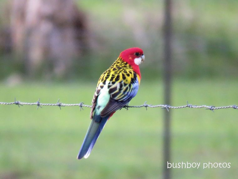 eastern_rosella_fence_named_gore rd_march 2019