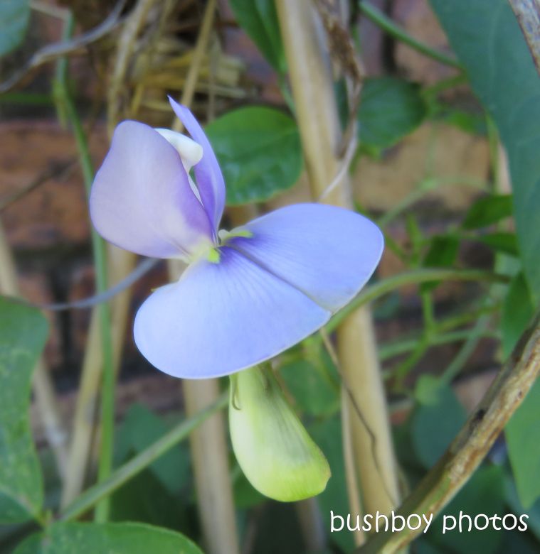 flower_bean_named_caniaba_march 2019
