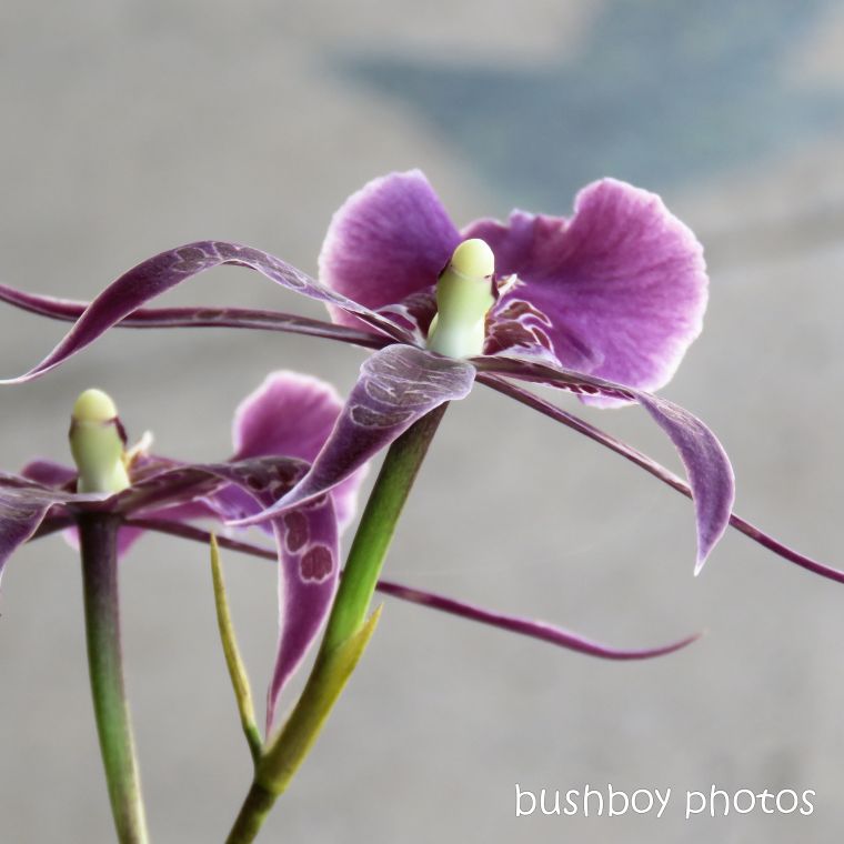 flowers_orchid_purple_named_lismore_march 2019