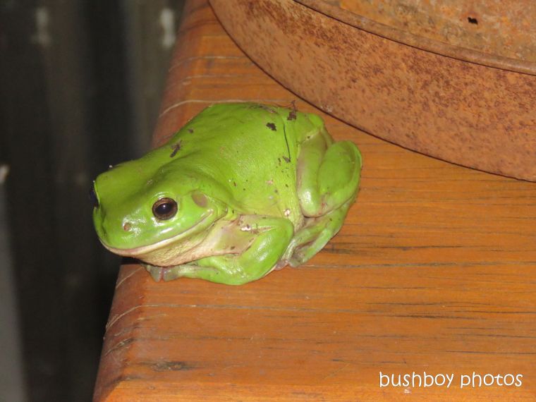 frog_green_tree_named_caniaba_march 2019