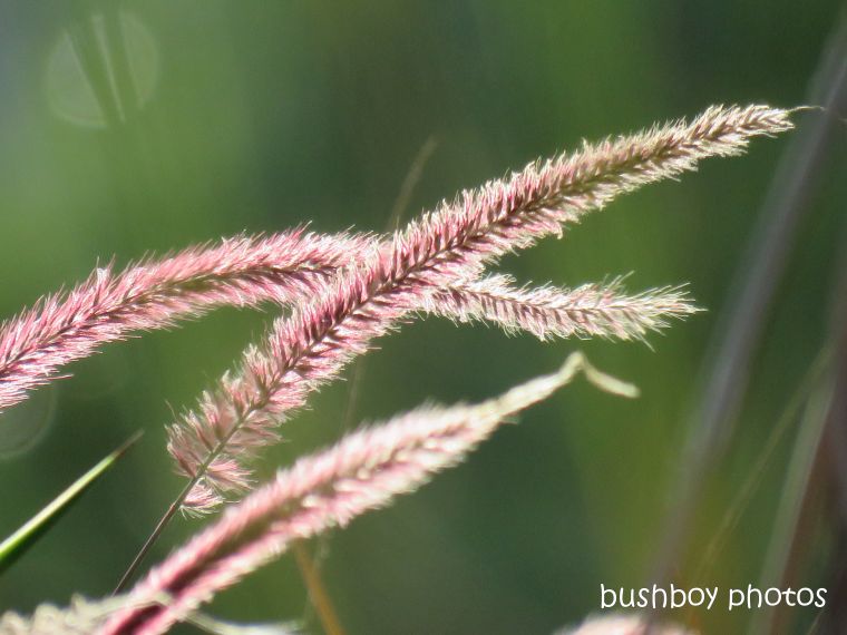 grass_seed_head_pink_named_caniaba_march 2019