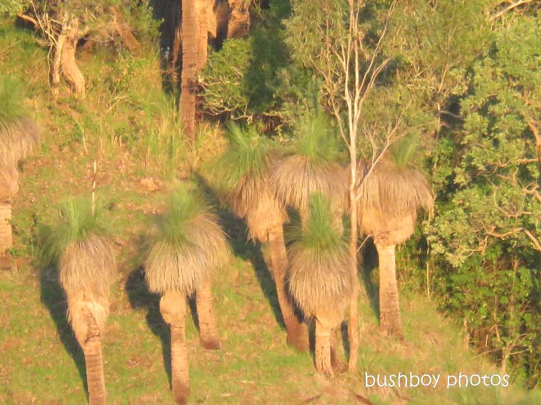 grass_trees_named_caniaba_march 2019