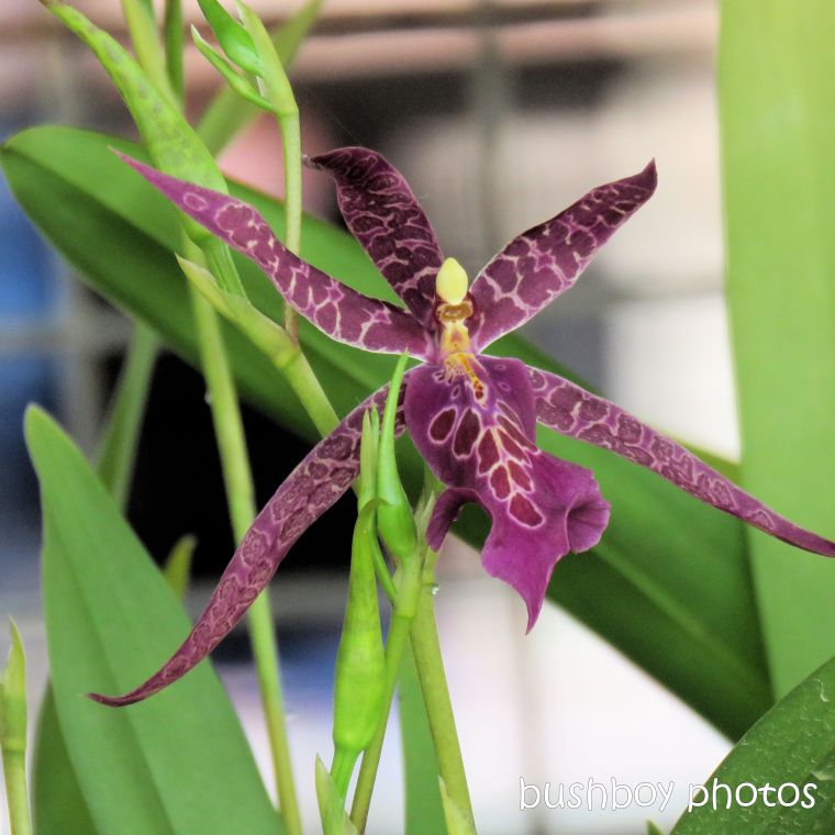 orchid_spider_purple_named_lismore_market_march 2019