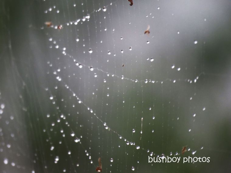 spider_web_water_drops_named_caniaba_march 2019