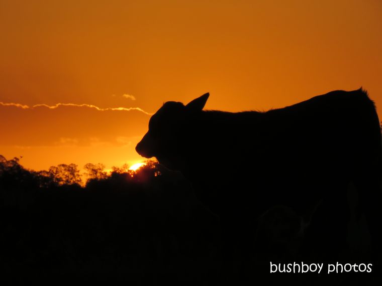 sunset_calf_named_caniaba_march 2019