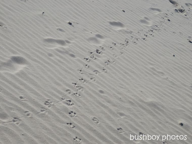 190607_blog_challenge_which_way_bird_tracks_beach2