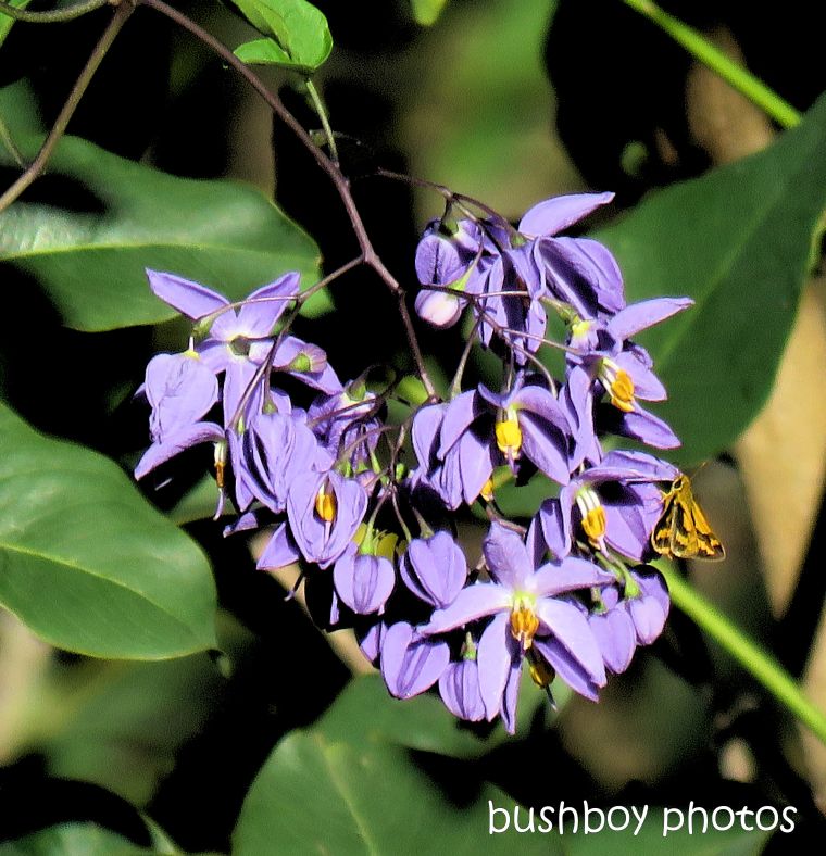 grass_dart_butterfly_flower_purple_named_caniaba_may 2019