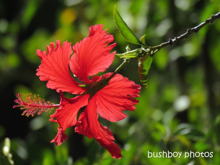 hibiscus_red_named_home_jackadgery_may 2019