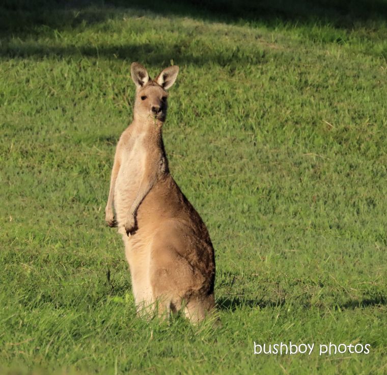 kangaroo_eastern_grey_named_caniaba_may 2019