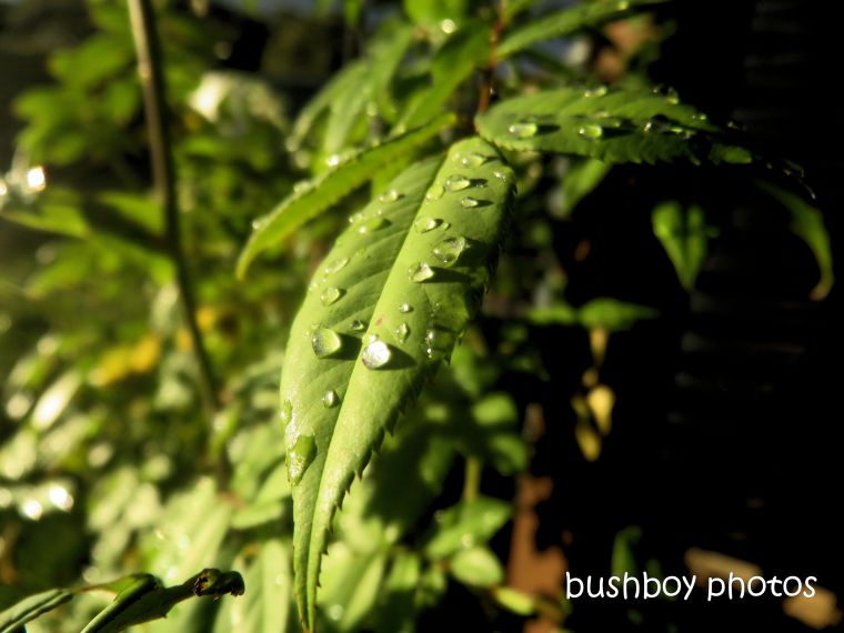 leaf_water_drops_rain_named_caniaba_may 2019