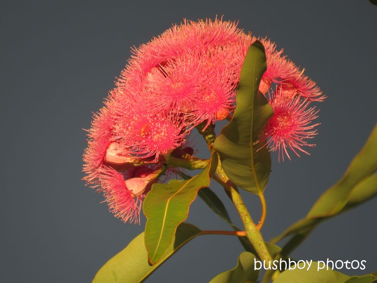 red_flower_eucalypt_named_caniaba_may 2019